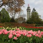 Tulpenzeit im Grugapark Essen