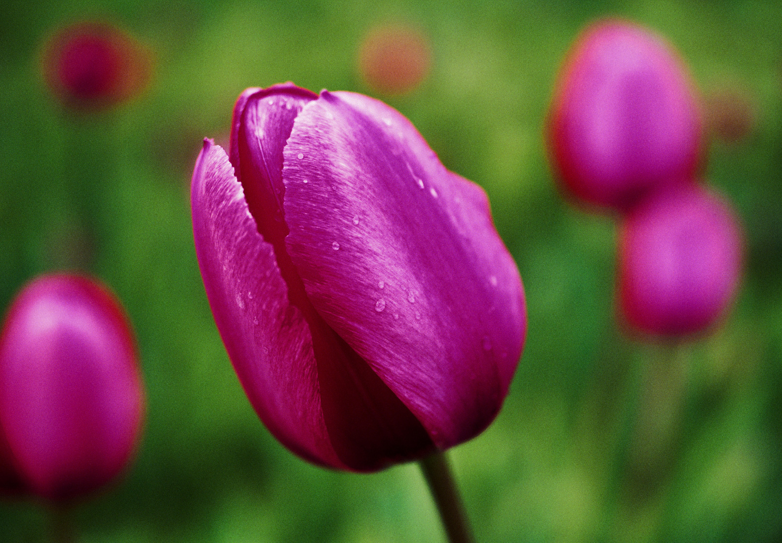 Tulpenzeit in Bunt