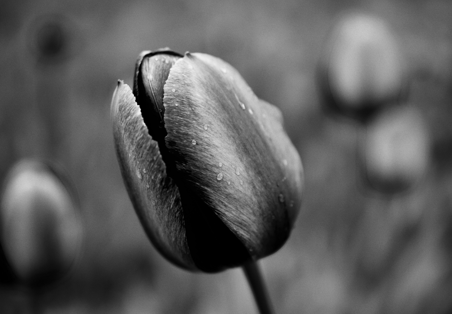 Tulpenzeit in schwarz-weiß