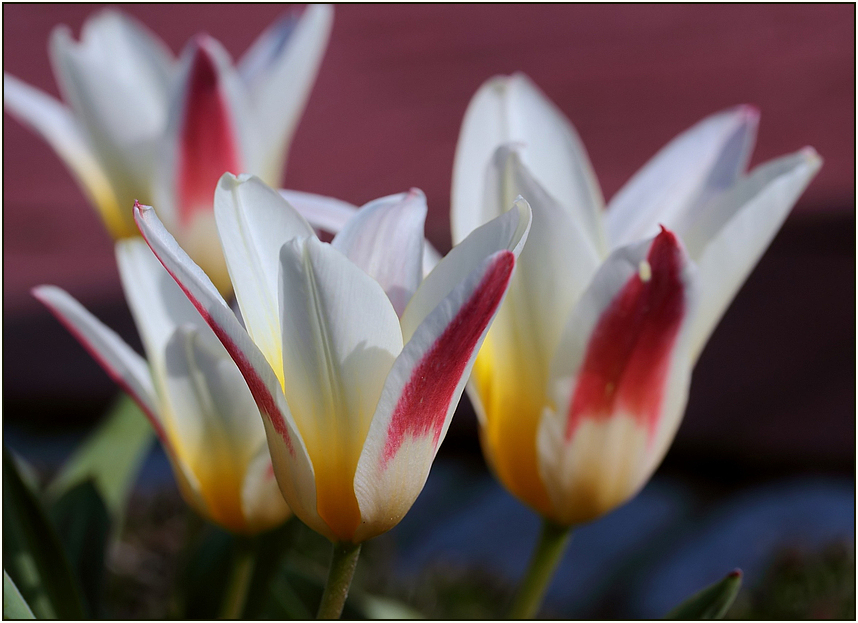 Tulpenzeit nun auch im Garten