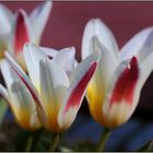 Tulpenzeit nun auch im Garten