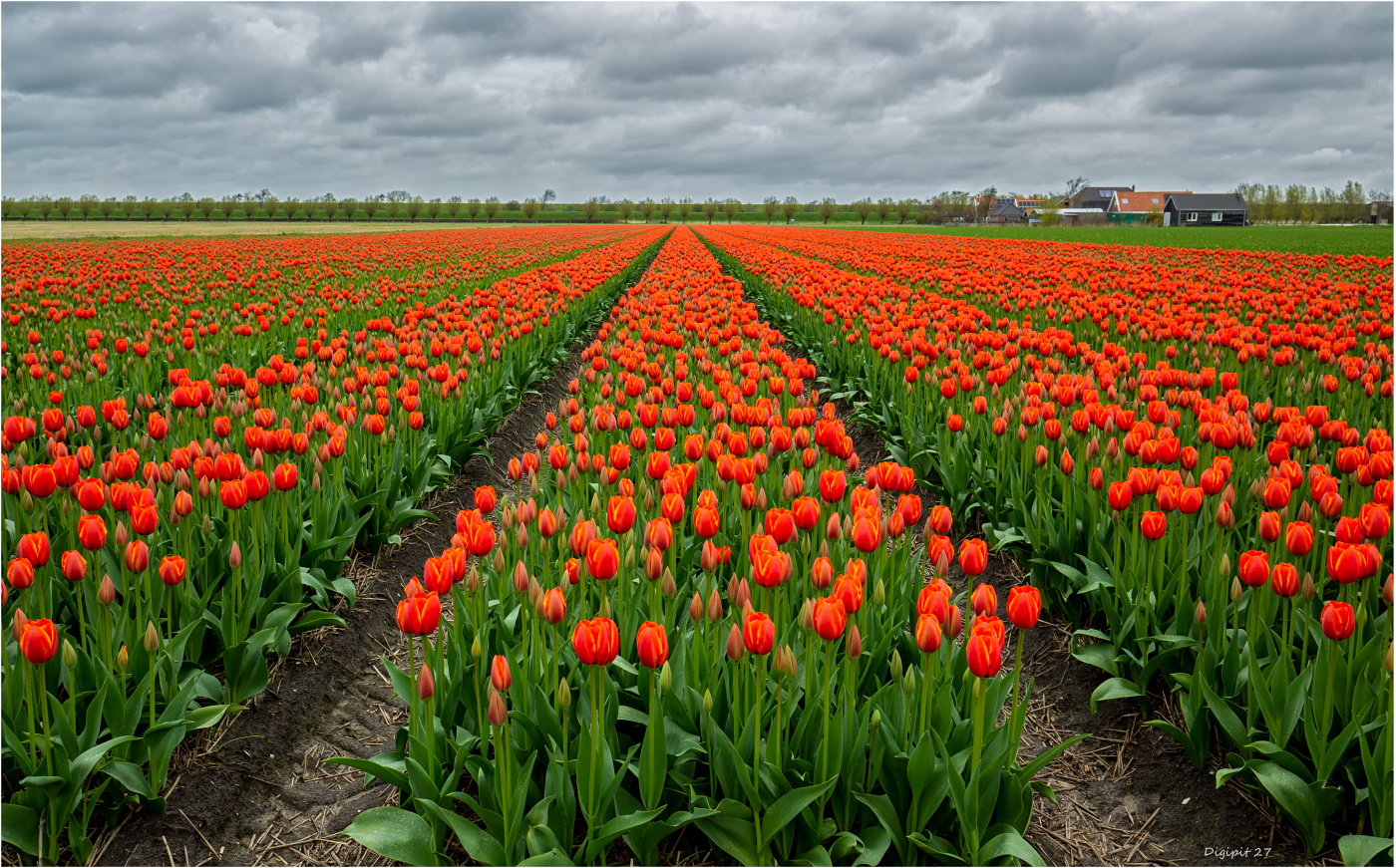 Tulpenzucht 2024 - Nr 01