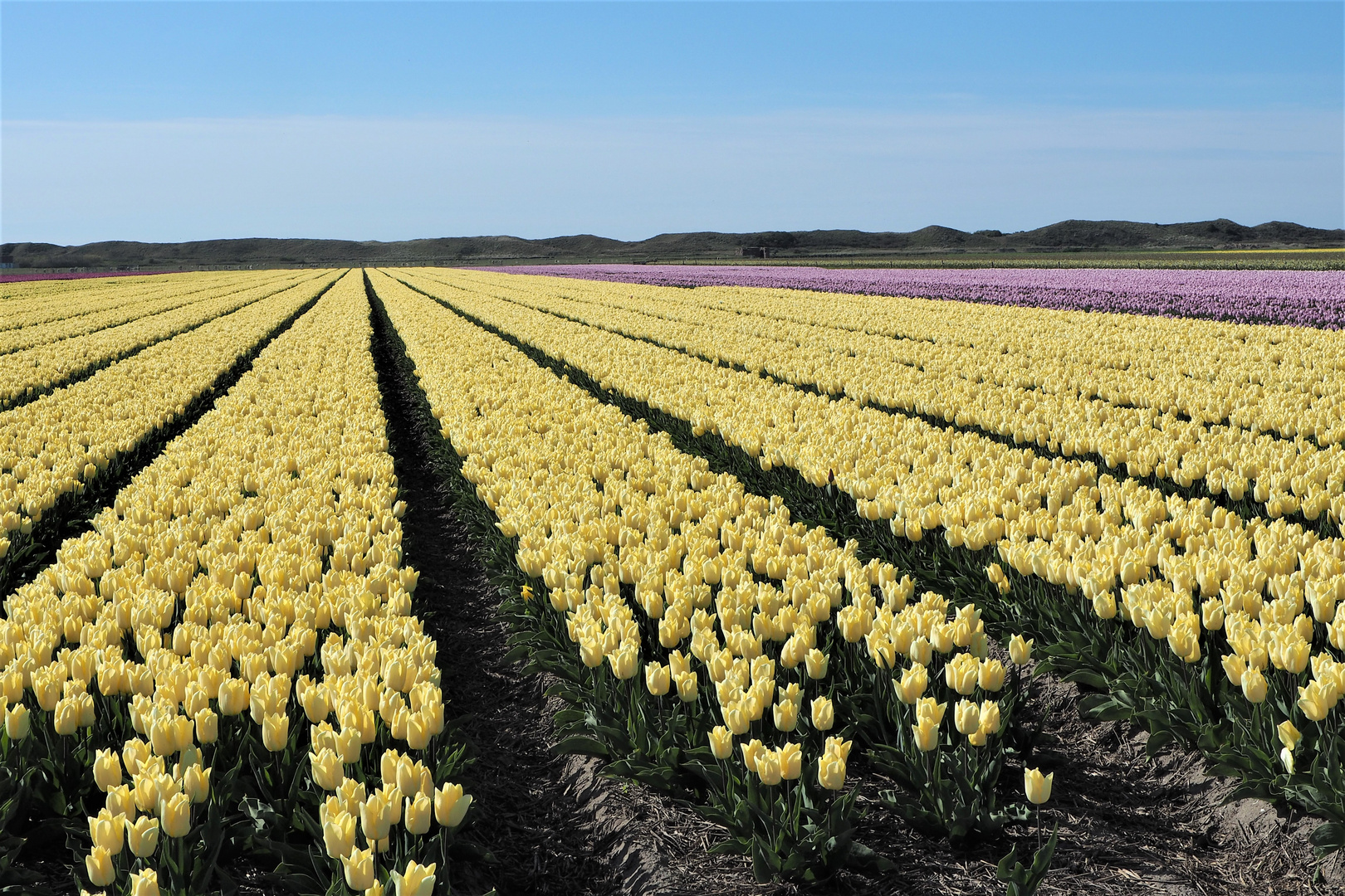 Tulpenzucht auf Texel/Nl. 