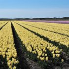 Tulpenzucht auf Texel/Nl. 