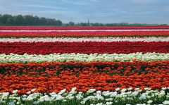 Tulpenzwiebel-Anbau am Niederrhein (2)