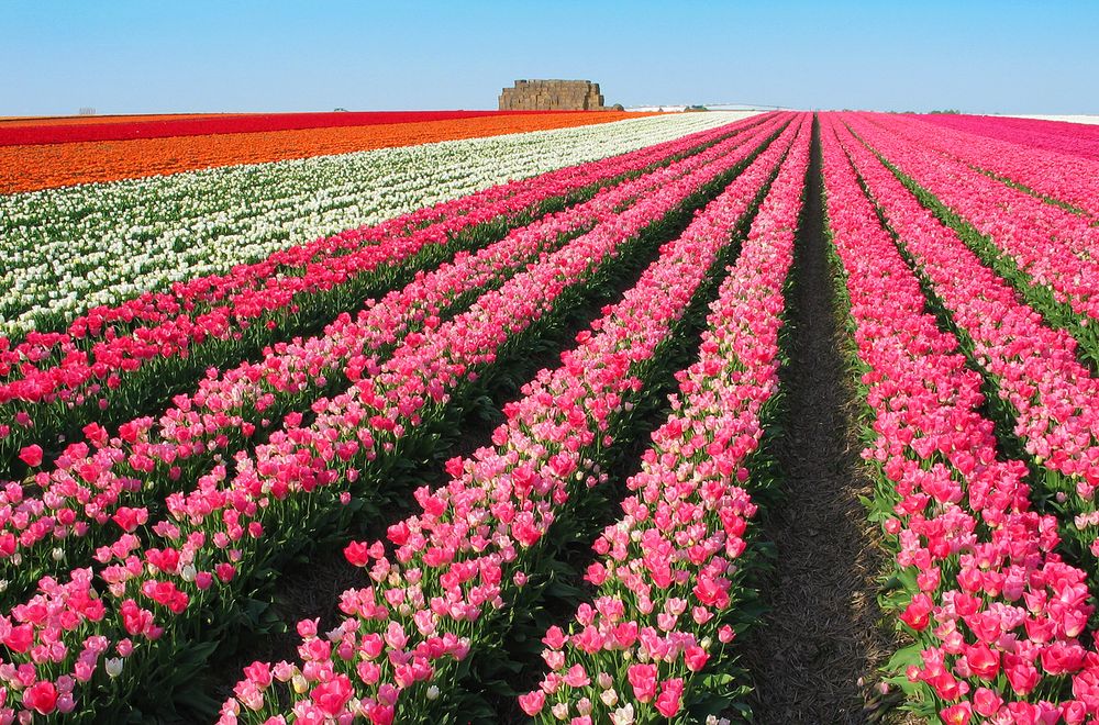 Tulpenzwiebel-Anbau am Niederrhein