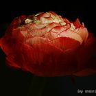 Tulpe_rot