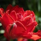 Tulpe_rot_gefuellt_100_3635