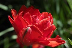 Tulpe_rot_gefuellt_100_3635