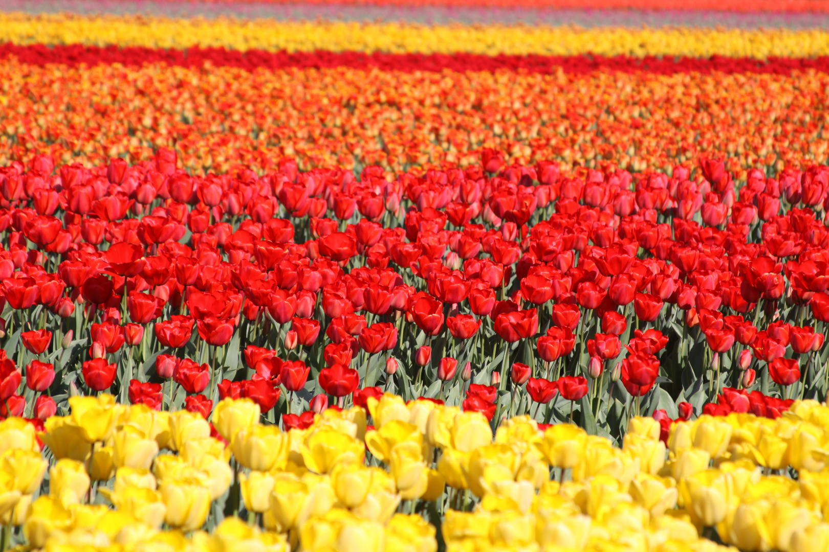 Tulpes in Holland