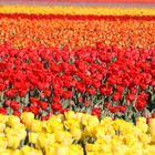 Tulpes in Holland