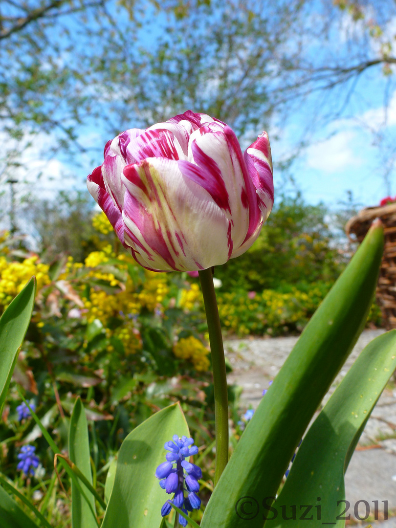 Tulpian im Britzer Garten