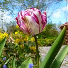 Tulpian im Britzer Garten