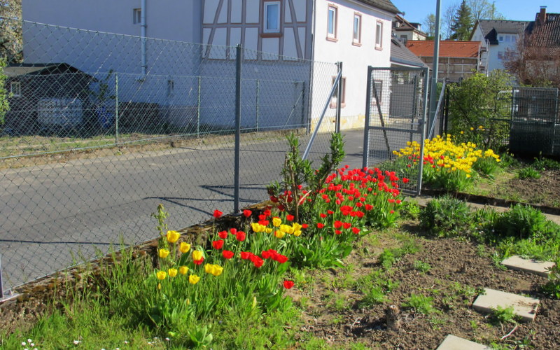 Tulpmania in Liederbach I