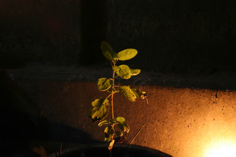 Tulsi - the sacred plant