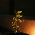 Tulsi - the sacred plant