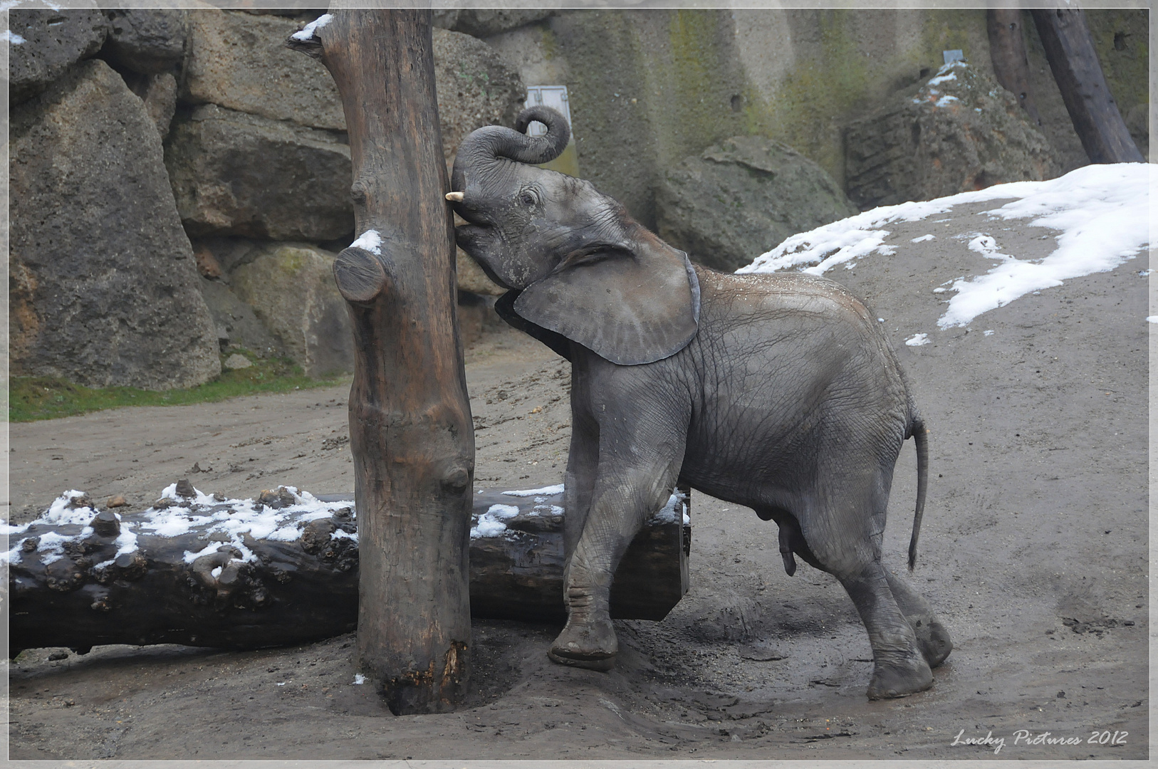 Tuluba bäumt sich auf - at the Zoo