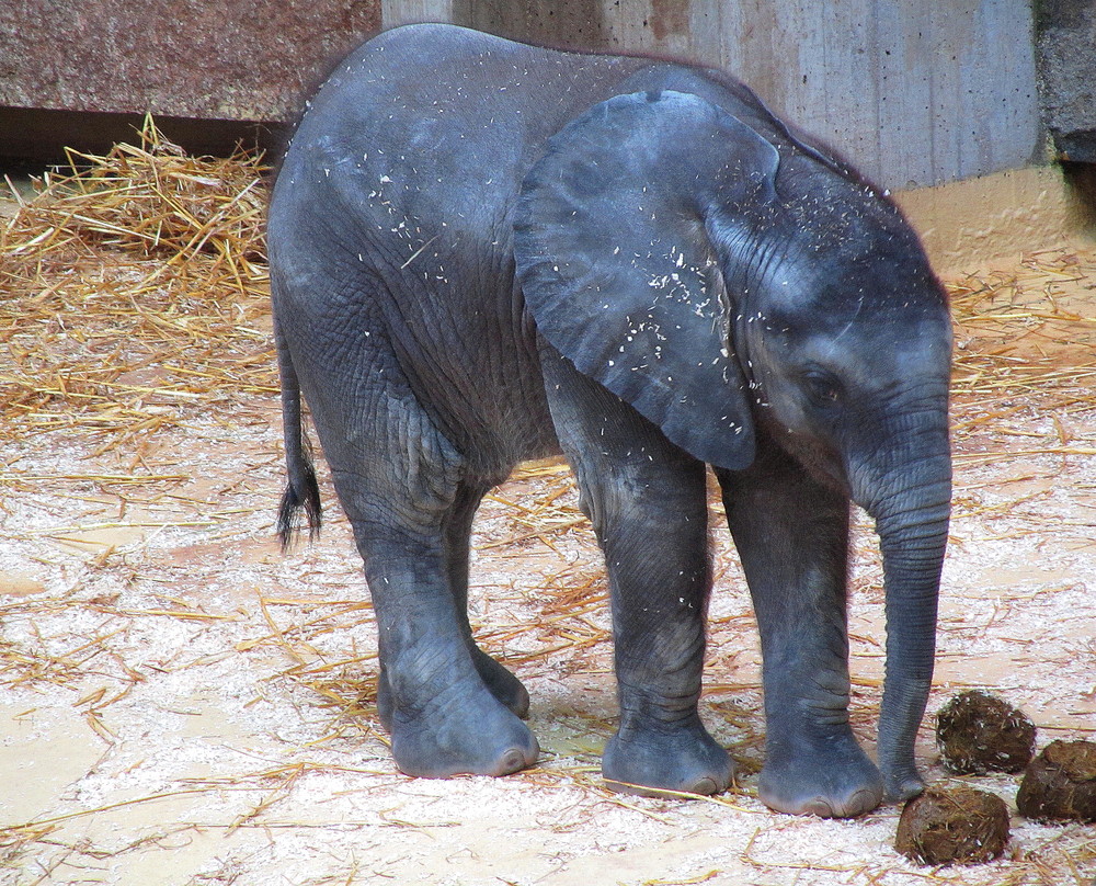 TULUBA - Elefantenbaby im Tiergarten SCHÖNBRUNN / Wien