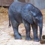 TULUBA - Elefantenbaby im Tiergarten SCHÖNBRUNN / Wien