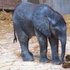 TULUBA - Elefantenbaby im Tiergarten SCHÖNBRUNN / Wien