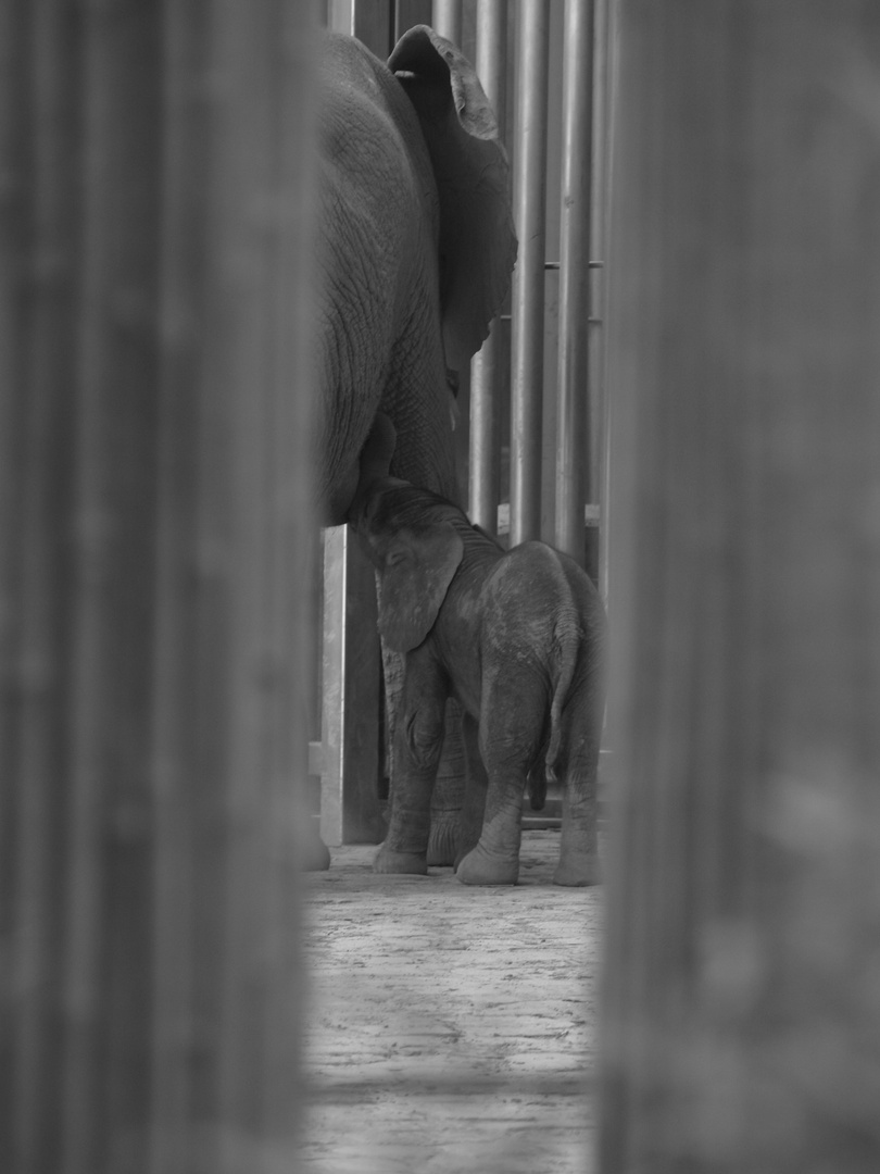 Tuluba im Wiener Tiergarten Schönbrunn