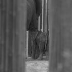 Tuluba im Wiener Tiergarten Schönbrunn