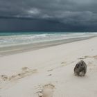 Tulum Beach III