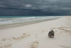 Tulum Beach III