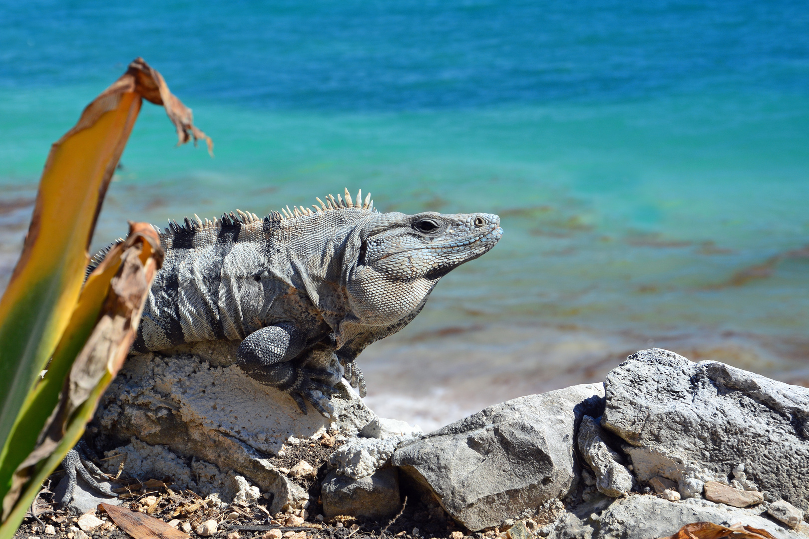 Tulum Iguana