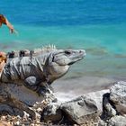 Tulum Iguana