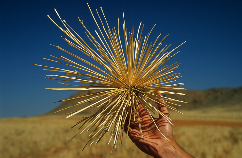 Tumbleweed