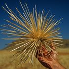 Tumbleweed