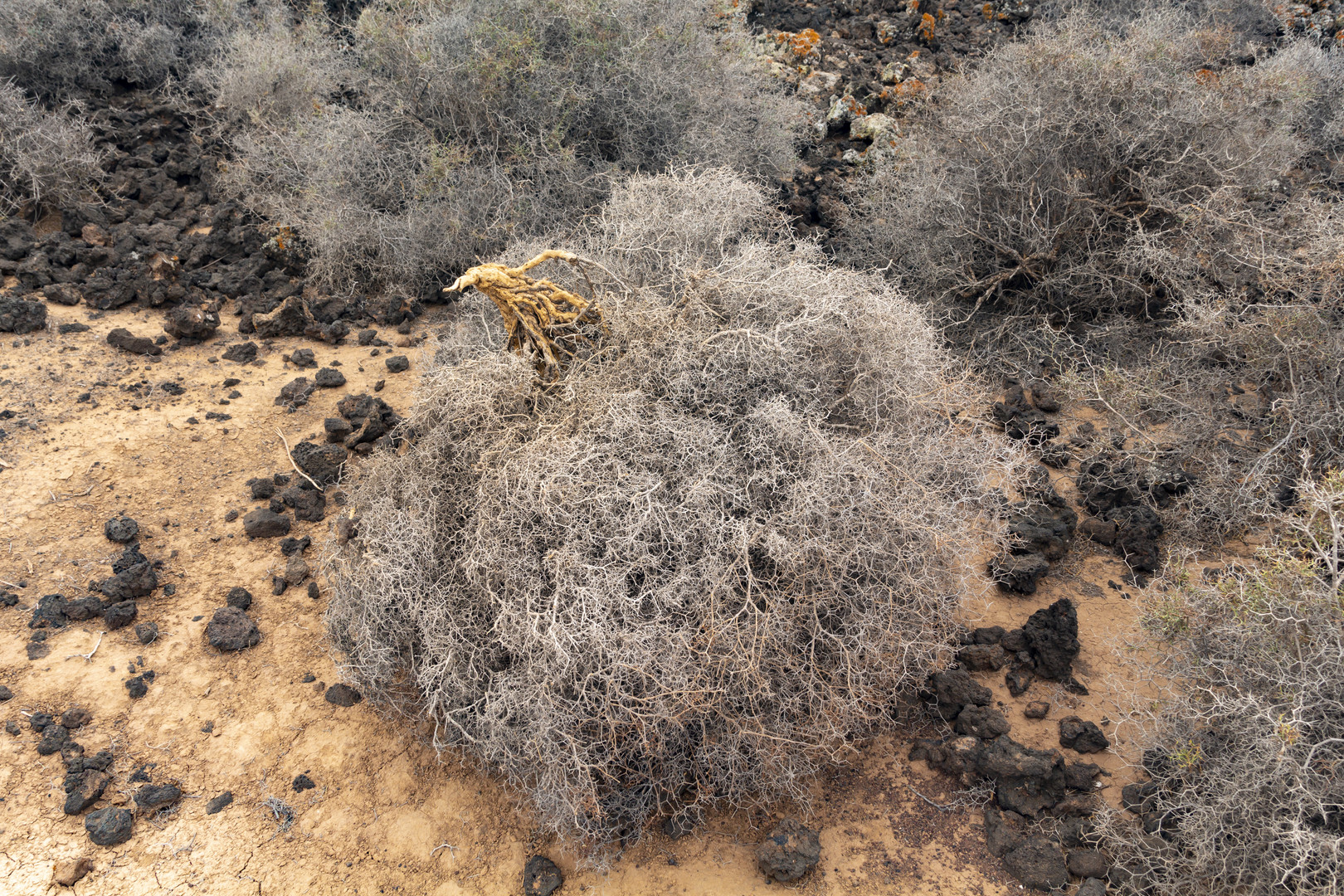 Tumbleweed in the making