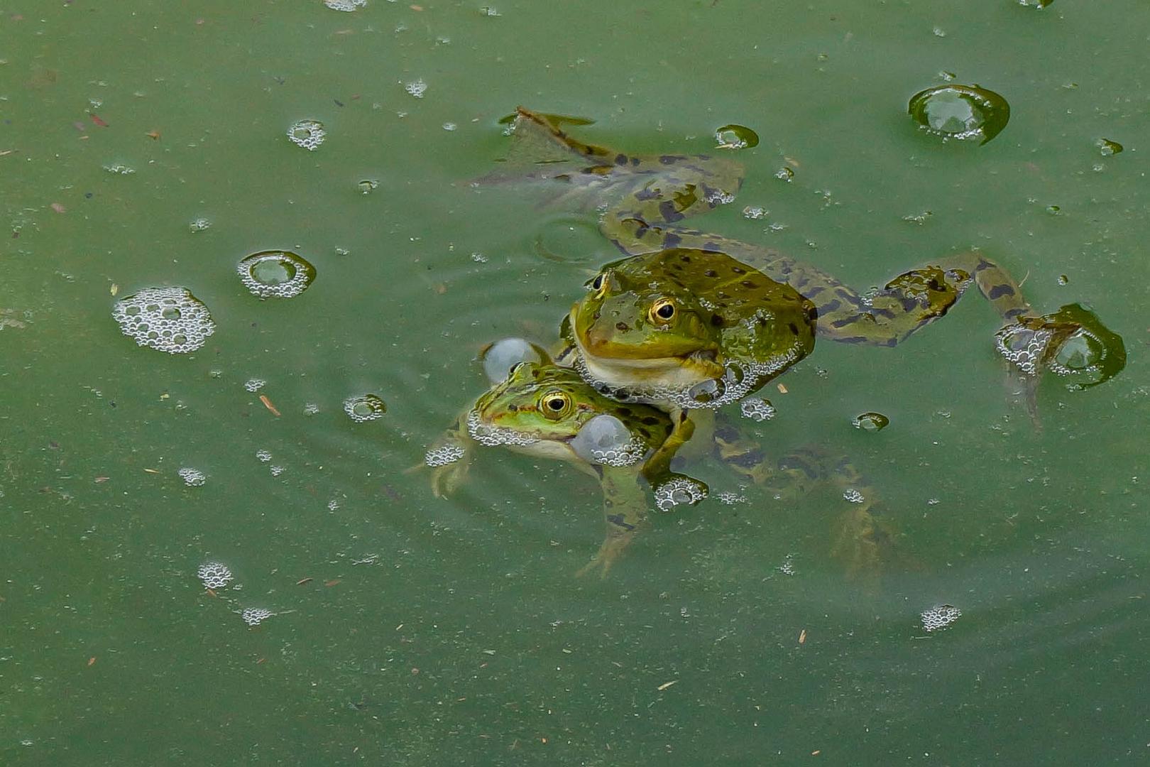 tummeln im Wasser....