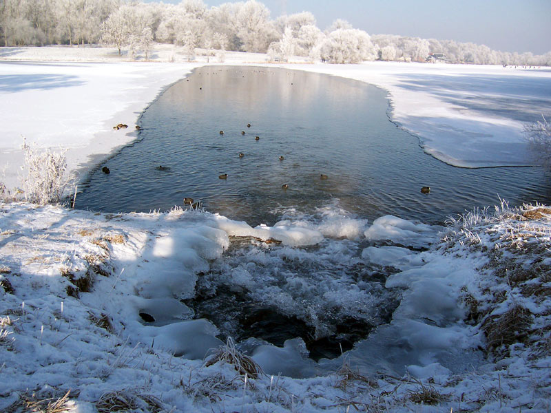 Tummelplatz für Enten im Winter