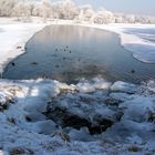 Tummelplatz für Enten im Winter