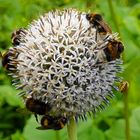 Tummelplatz für Insekten