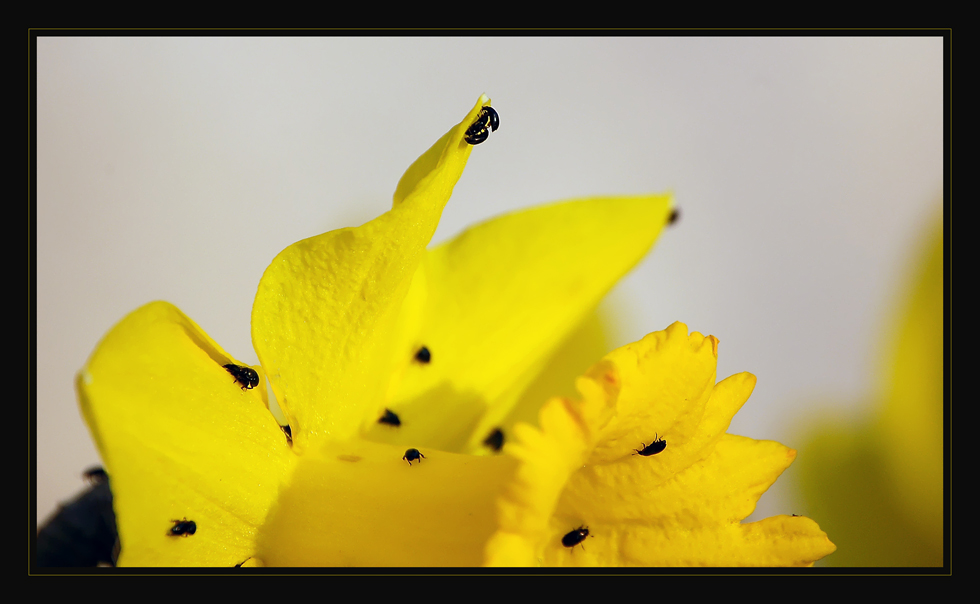 Tummelplatz für Insekten ~2~