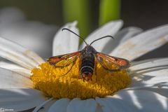 Tummelplatz Margeritenblüte (2)