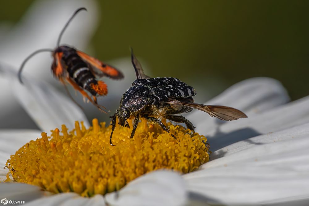 Tummelplatz Margeritenblüte