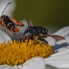 Tummelplatz Margeritenblüte