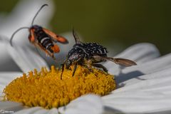 Tummelplatz Margeritenblüte