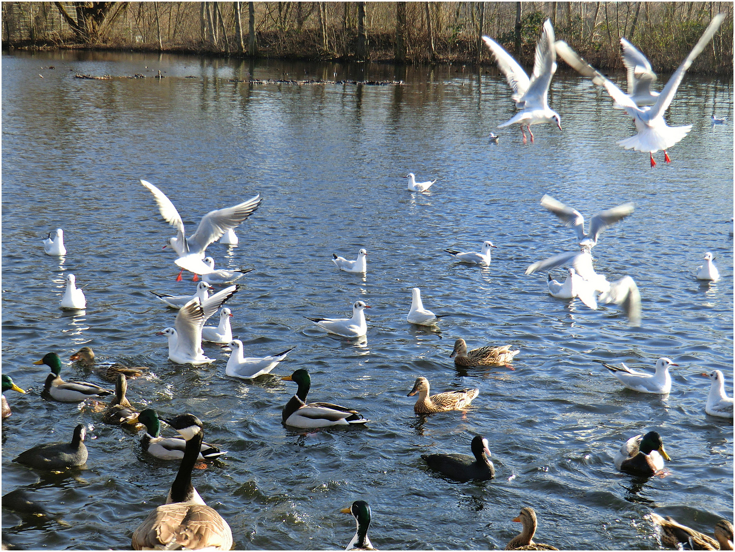 Tumult auf dem See