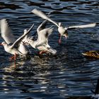 Tumult auf dem Wasser