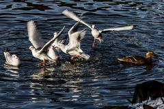 Tumult auf dem Wasser