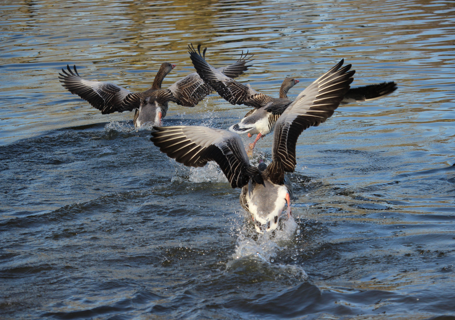 Tumult bei den Gänsen