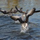 Tumult bei den Gänsen