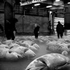 Tuna-Beschau Tsukiji-Fischmarkt