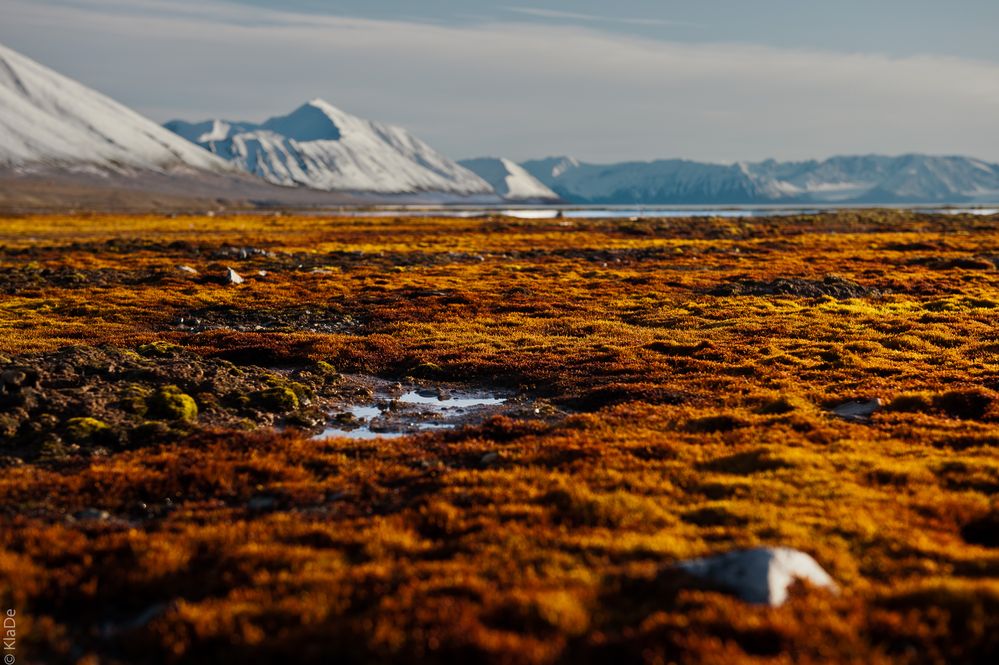 Tundra bei Mushamna - reloaded