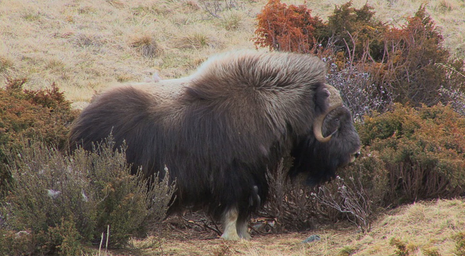 Tundra-Bewohner